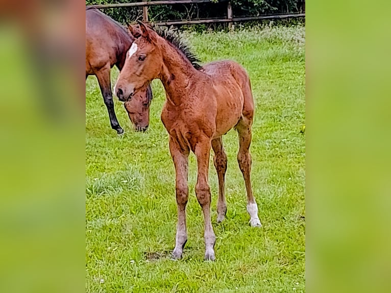 Holstein Stallone Puledri (04/2025) Baio in Brande-H&#xF6;rnerkirchen