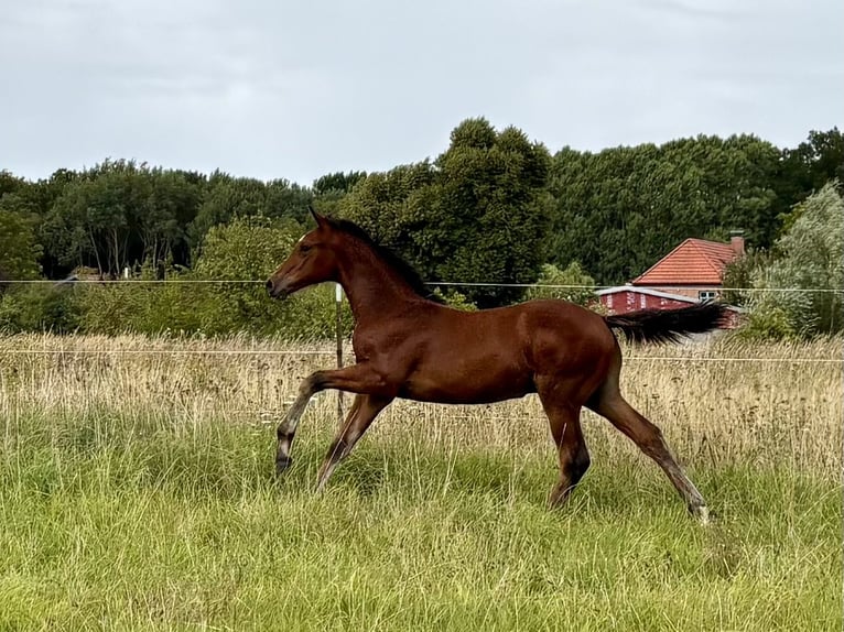 Holstein Stallone Puledri (05/2026) Baio in Dechow