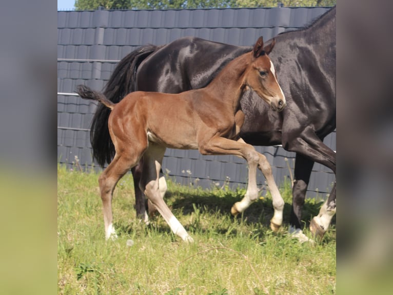 Holstein Stallone Puledri (04/2026) Baio in Heiligengrabe
