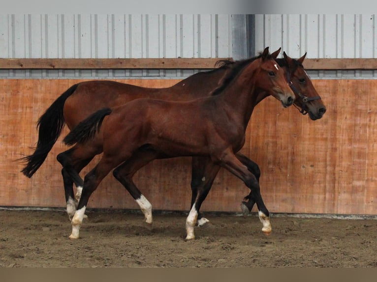 Holstein Stallone Puledri (02/2025) Baio in Kaiser-Wilhelm-Koog