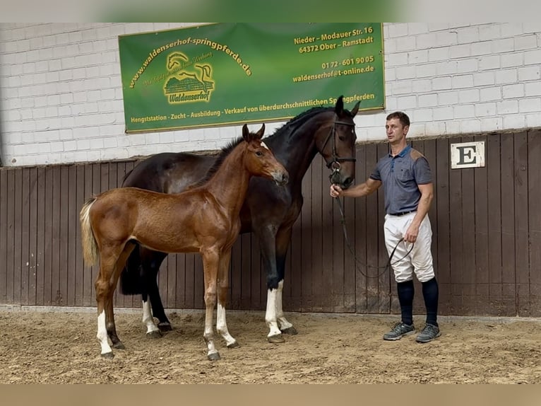 Holstein Stallone Puledri (03/2025) Baio chiaro in Bad Homburg vor der H&#xF6;he