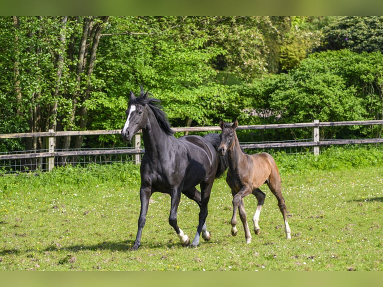 Holstein Stallone Puledri (03/2024) Baio nero in Schierensee