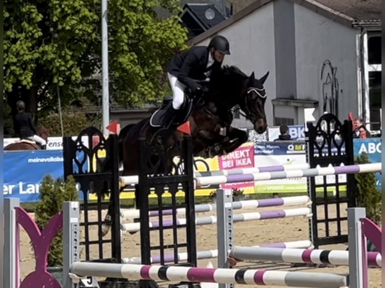 Holstein Stallone Puledri (04/2025) Baio nero in Beelen