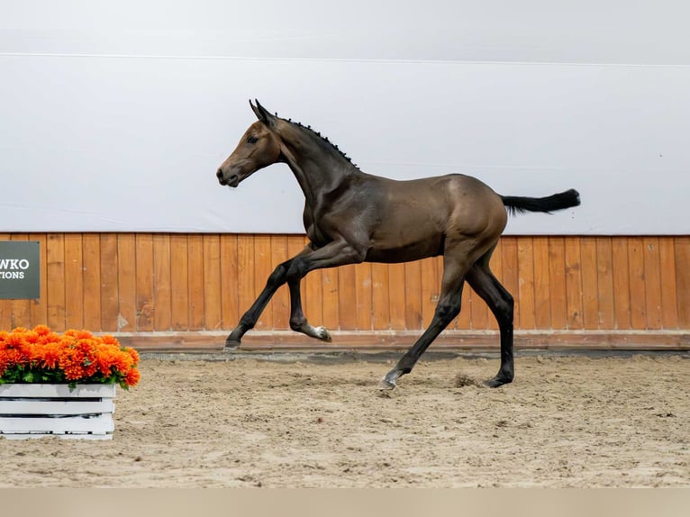 Holstein Stallone Puledri (04/2025) in Babor&#xF3;wko