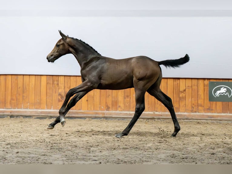 Holstein Stallone Puledri (04/2025) in Babor&#xF3;wko