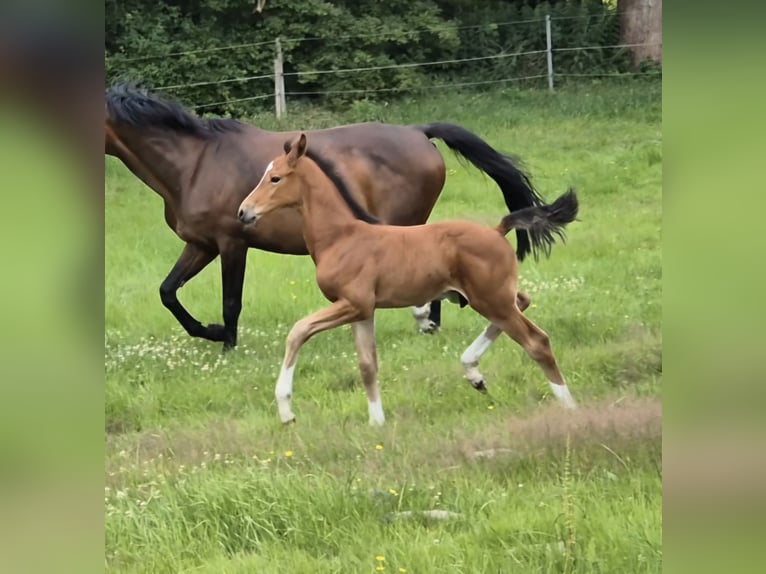 Holstein Stallone Puledri (06/2025) in Breitenberg