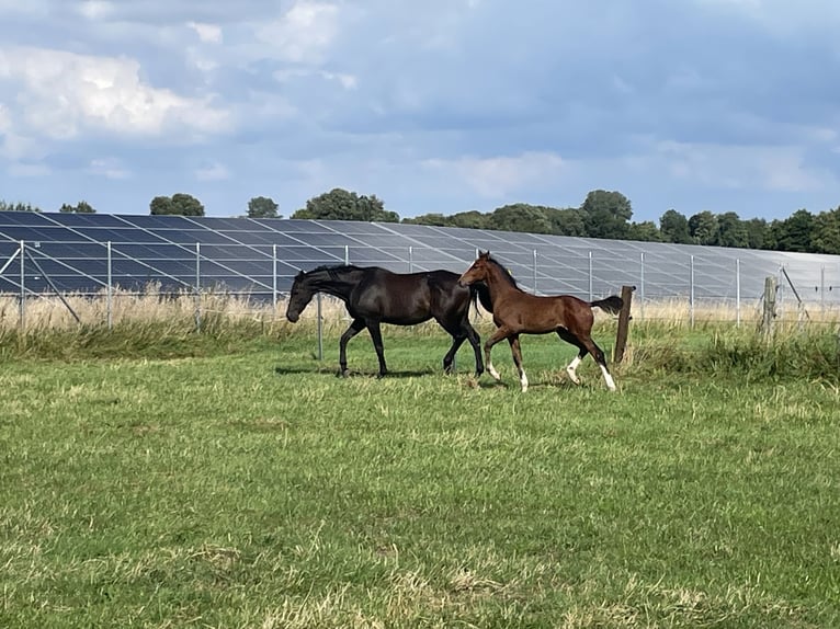 Holstein Stallone Puledri (05/2025) in Bredenbek