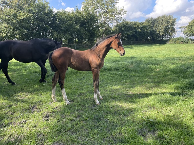 Holstein Stallone Puledri (05/2025) in Bredenbek