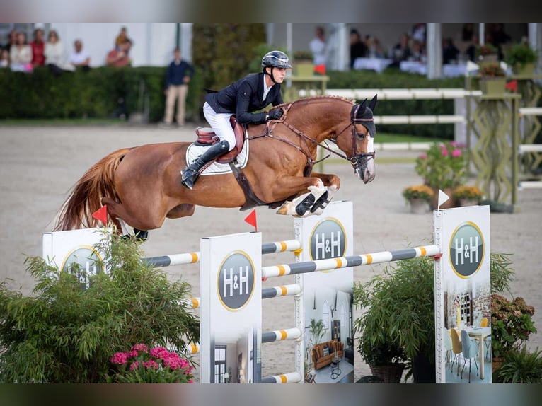 Holstein Stallone Puledri (01/2025) in Pozna&#x144;