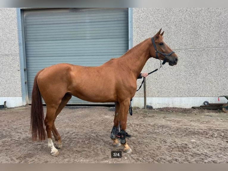 Holstein Stallone Puledri (01/2026)  in Zalasewo