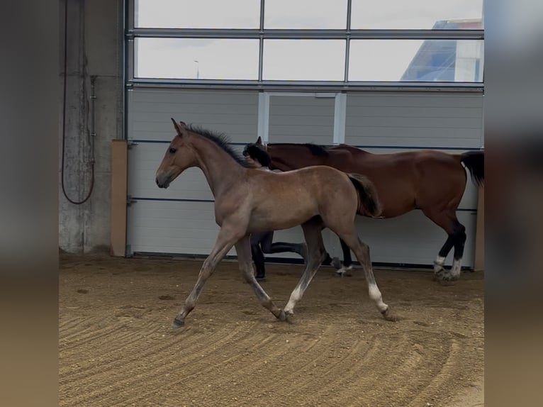 Holstein Stallone Puledri (04/2025) Grigio in Schwandorf