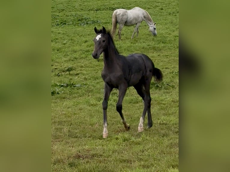 Holstein Stallone Puledri (04/2026) Grigio in Westerhorn