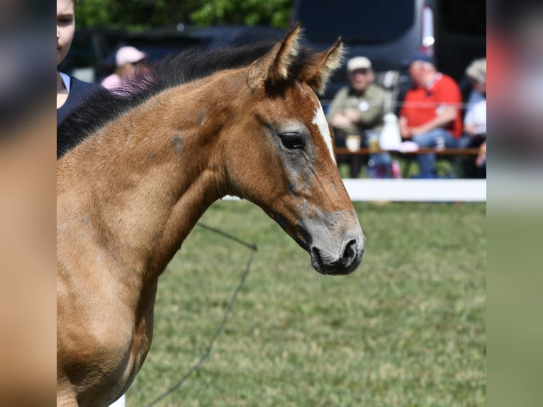 Holstein Stallone Puledri (05/2026) Grigio in Oldsum