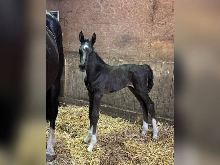Holstein Stallone Puledri (06/2026) Morello in Mildstedt