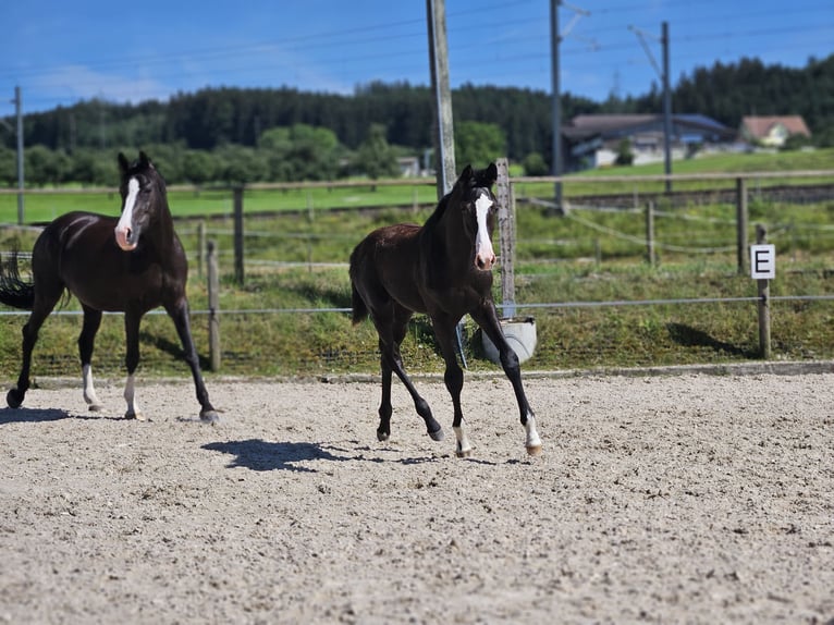 Holstein Stallone Puledri
 (04/2024) Morello in Gossau SG