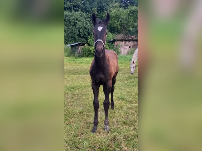 Holstein Stallone Puledri (04/2026) Morello in Wester-Ohrstedt