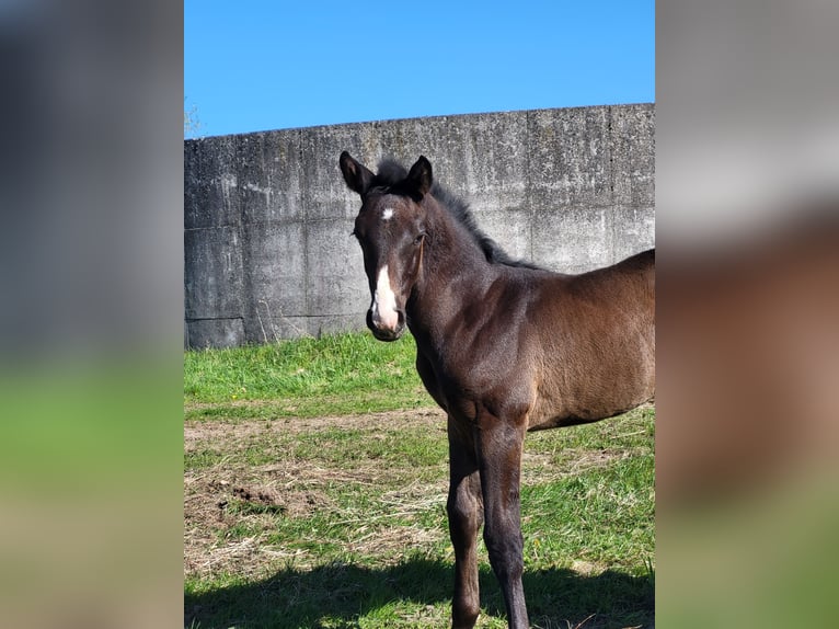 Holstein Stallone Puledri (03/2026) Può diventare grigio in Niendorf bei Berkenthin
