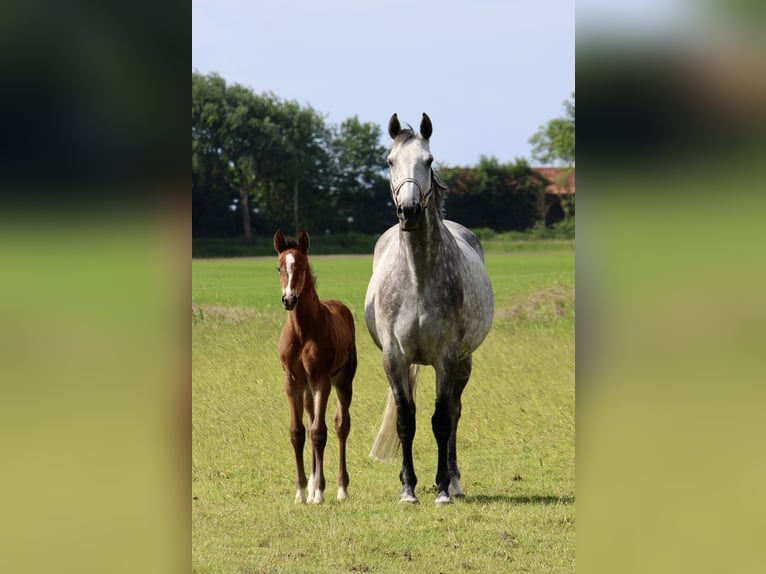 Holstein Stallone Puledri (05/2024) Può diventare grigio in Osterhever