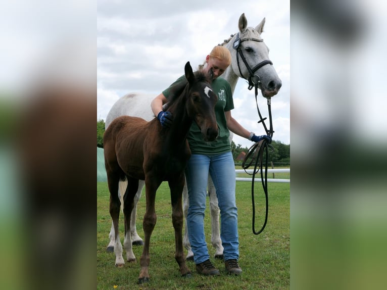 Holstein Stallone Puledri (01/2024) Può diventare grigio in Schmilau