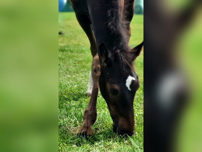 Holstein Stallone Puledri (01/2024) Può diventare grigio in Schmilau