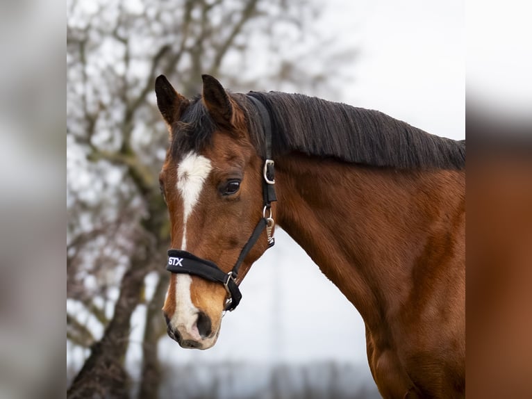 Holsteiner Onbekend Embryo  in Grote-Brogel