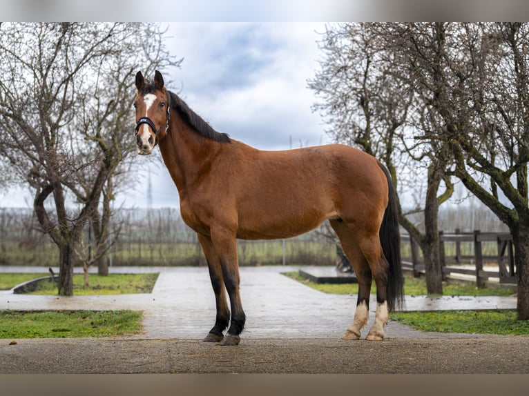 Holsteiner Onbekend Embryo  in GROTE-BROGEL