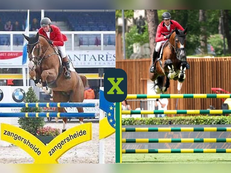 Holsteiner Onbekend Embryo  in WK Heerde