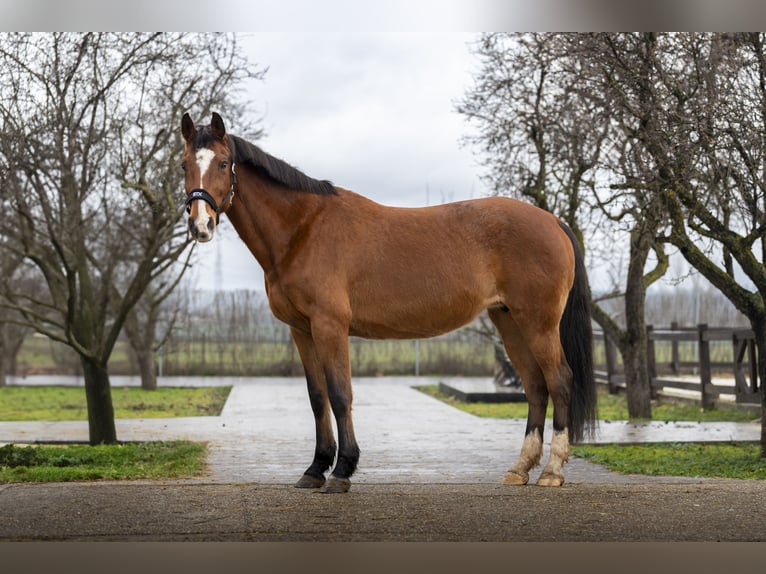 Holsteiner Inconnu Embryon  in GROTE-BROGEL