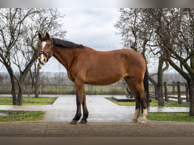 Holsteiner Inconnu Embryon  in GROTE-BROGEL