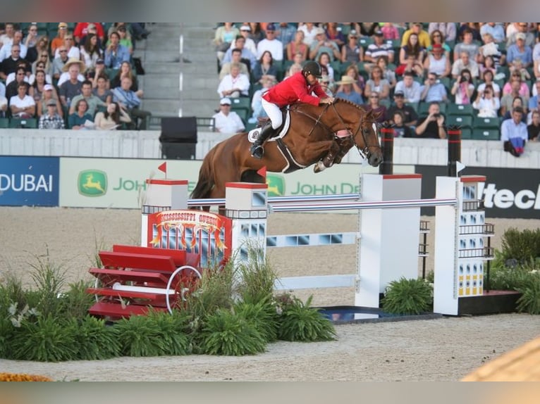 Holsteiner Inconnu Embryon  in GROTE-BROGEL