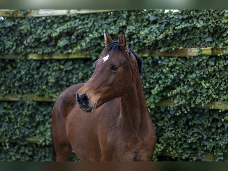 Holsteiner Étalon 11 Ans 162 cm Bai in Waddinxveen