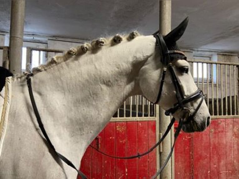 Holsteiner Étalon 12 Ans 173 cm Gris pommelé in Essen