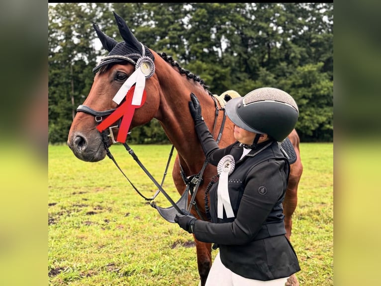 Holsteiner Étalon 13 Ans 165 cm Bai in Zossen