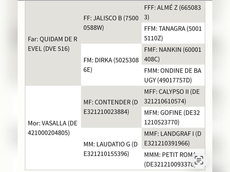 Holsteiner Étalon 13 Ans 165 cm Bai in Zossen
