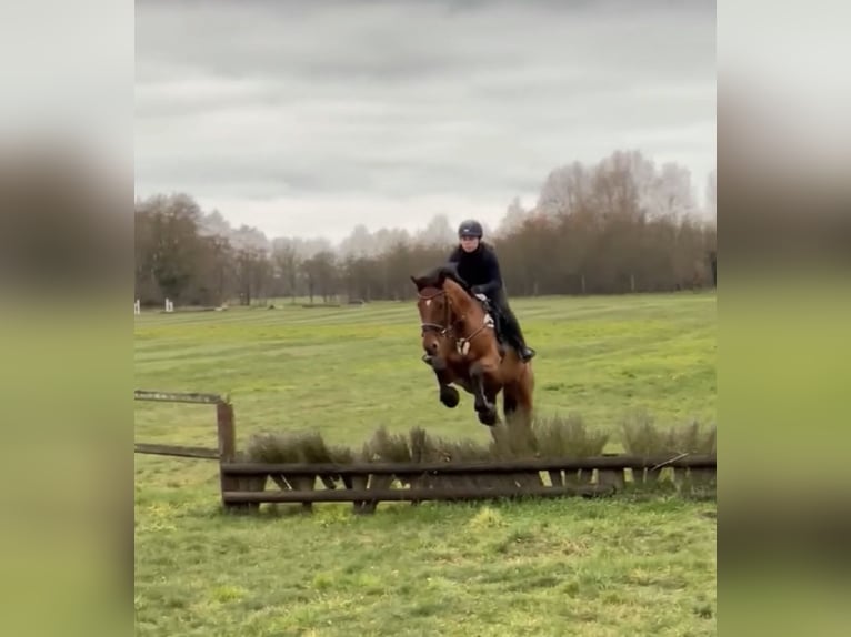 Holsteiner Étalon 13 Ans 165 cm Bai in Zossen