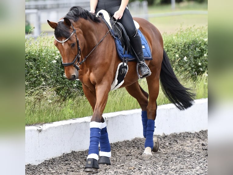 Holsteiner Étalon 13 Ans 165 cm Bai in Zossen