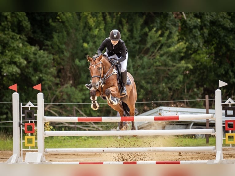 Holsteiner Étalon 13 Ans 165 cm Bai in Zossen