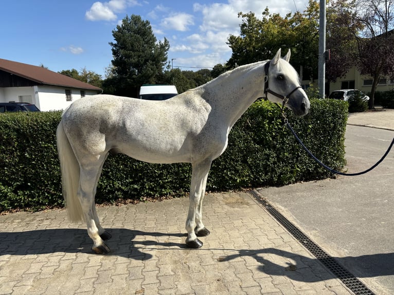 Holsteiner Étalon 14 Ans 173 cm Gris in Schutterwald