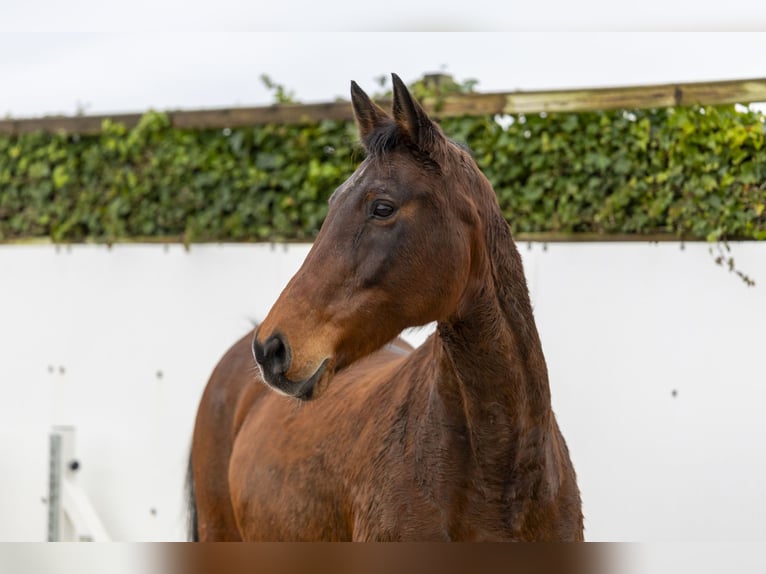 Holsteiner Étalon 18 Ans 169 cm Bai in Waddinxveen