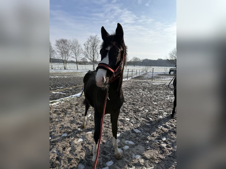 Holsteiner Étalon 1 Année 130 cm Bai brun in Westerstede