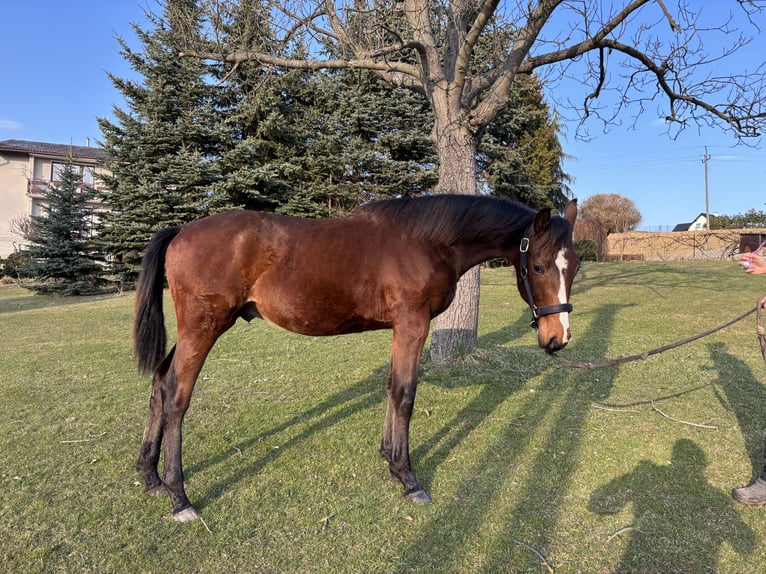 Holsteiner Étalon 1 Année 150 cm Bai cerise in Zalasowa