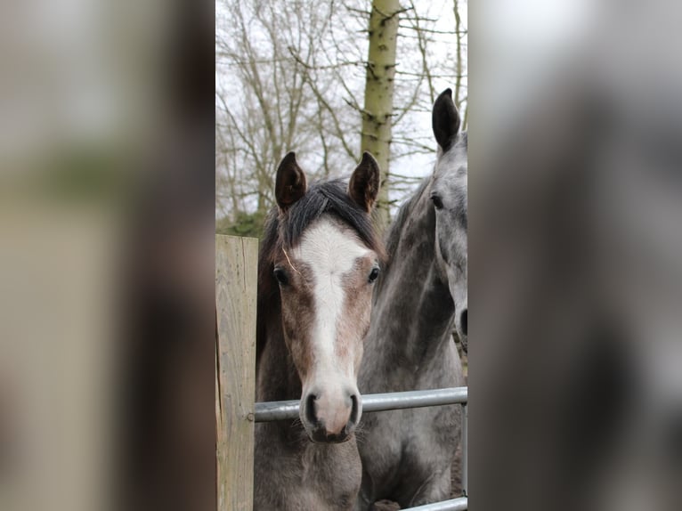 Holsteiner Étalon 1 Année 156 cm Peut devenir gris in Appen Holsteiner Étalon 1 Année 156 cm Peut devenir gris in Appen