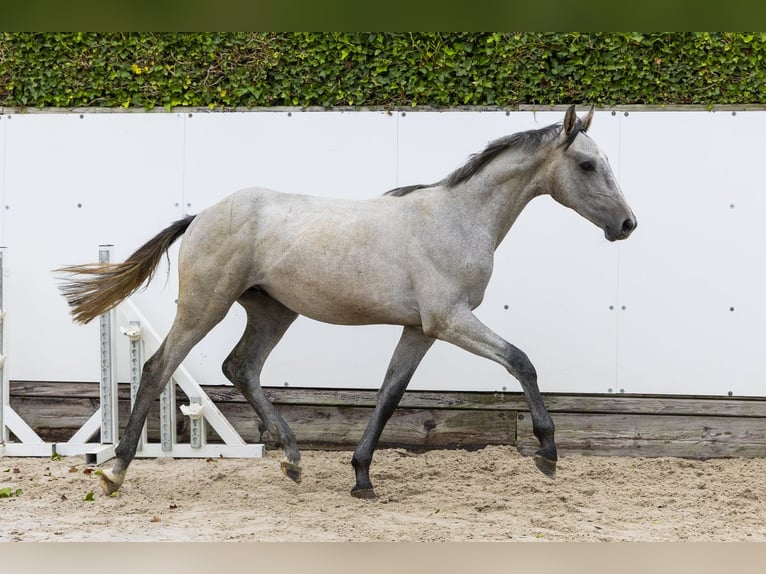 Holsteiner Étalon 1 Année 158 cm Gris in Waddinxveen