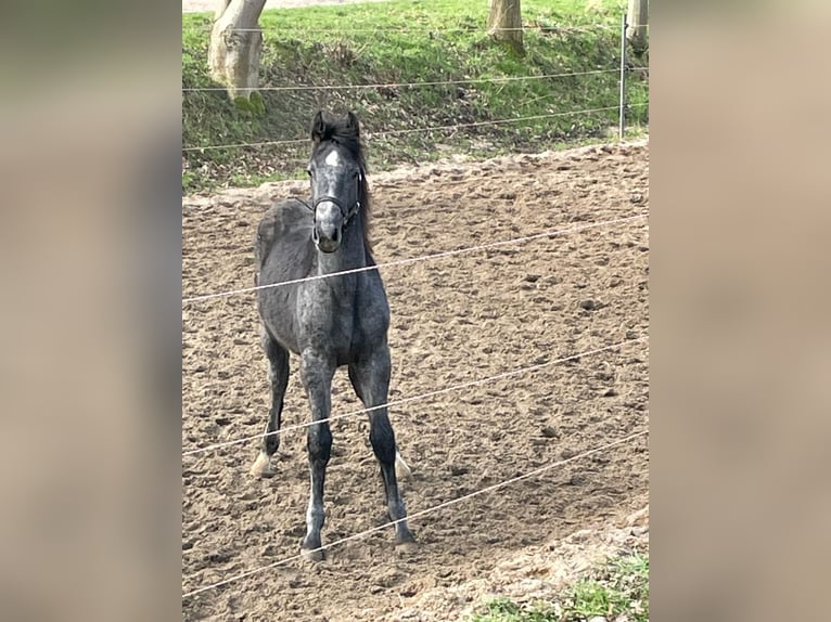 Holsteiner Étalon 1 Année 160 cm Gris in Wöhrden / Holstein