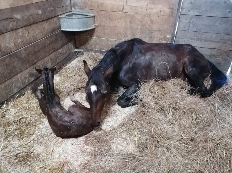 Holsteiner Étalon 1 Année 165 cm Bai cerise in BirminghamRuščica