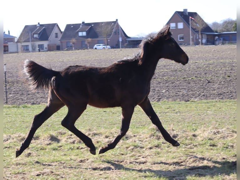 Holsteiner Étalon 1 Année 168 cm Bai brun in Todendorf