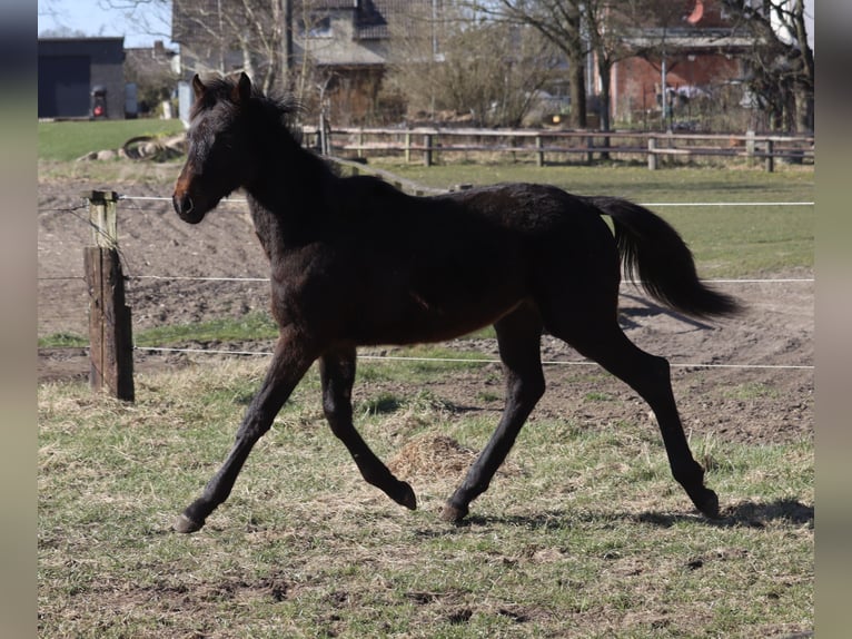 Holsteiner Étalon 1 Année 168 cm Bai brun in Todendorf