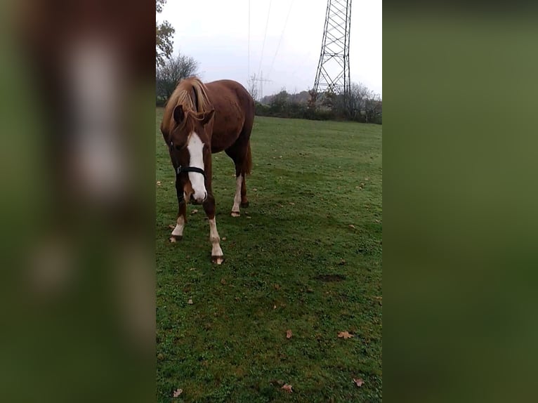 Holsteiner Étalon 1 Année 169 cm Alezan in Klein Offenseth-Sparrieshoop