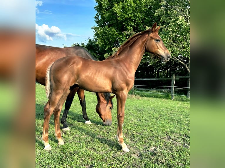 Holsteiner Étalon 1 Année 170 cm Alezan in Märkische Höhe