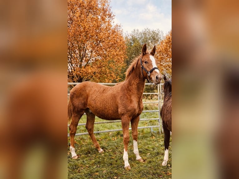 Holsteiner Étalon 1 Année 170 cm Alezan in Groß Kummerfeld